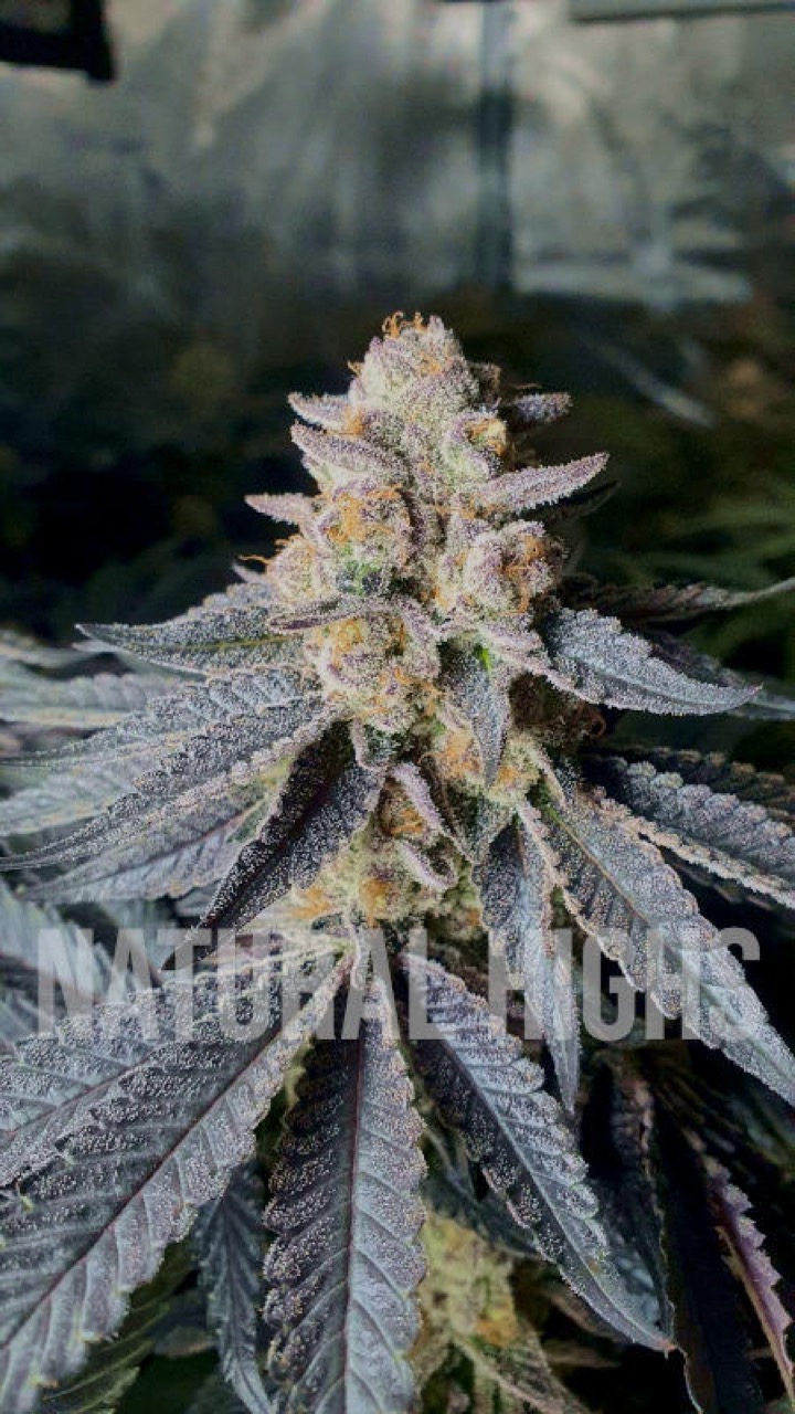 Slurricane #7 - Premium Cannabis Clone | Natural Highs Clone Vault